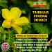 Tribulus Terrestris High Strength Supplement - 95% Saponins Extract Capsules for Muscle Growth - UK Made - Buy Online on GoSupps.com