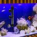 Abhirsh Aquarium Heater 50 Watt - Reliable Fish Tank and Immersion Water Heater Adjustable Temperature Submersible Thermostat Heater for 5-10 Gallon 50W - Buy Online on GoSupps.com