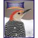 Kaytee Woodpecker Bird Seed Bar 11 oz - Nutritious Treat for Woodpecker Species - Buy Online on GoSupps.com