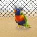 Noifne Gravel Paper for Bird Cage 17x11 Inches - 20 Pcs Fine Sand for Birds Parrots Cockatiels - Buy Online on GoSupps.com