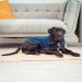 XL Blue Dog Drying Coat by The Wagging Tailor - Soft Microfibre Towelling - Adjustable Velcro Collar & Under Belly - Large Dog Jumper for Quick Drying - Buy Online on GoSupps.com