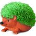 Chia Pet Planter- Hedgehog - Buy Online on GoSupps.com