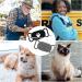 For Samsung Galaxy SmartTag2 Dog Collar Holders 2pcs Waterproof Anti-Loss Protective Cover Sleeve for Pet Dog Cat Collar Silicone Case for Galaxy Smart Tag 2 Tracker Accessories - Buy Online on GoSupps.com