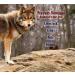 Predator Pee 100% Coyote Urine 16 oz - Territorial Marking Scent for Effective Pest Deterrent - Buy Online on GoSupps.com