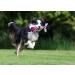 Buy Horse-Direkt Pure Salmon Oil for Dogs Cats & Horses | Omega-3 Rich BARF Oil 1L - Buy Online on GoSupps.com