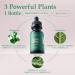 Alma Verde Liquid Chlorophyll Drops - Chlorophyll Water with Aloe Vera Juice for Body Odor Bloating Relief & Gut Health - Natural Deodorant Alternative for Women - Skin Glow & Detox - Vegan - 30ml - Buy Online on GoSupps.com