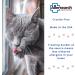 Allersearch DanderLess - Cat Dander Removing Spray | Effective Pet Allergen Control - Buy Online on GoSupps.com