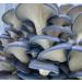 5 Pack Oyster Mushroom Liquid Cultures - Easy Cultivation Solution - Buy Online on GoSupps.com