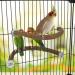 Rypet Parrot Bird Natural Wood Stand Perch Swing - Large U Shape - Buy Online on GoSupps.com