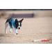 Puppia Dog Harness for Small & Medium Dogs - Super Soft Multi-Color Options Also Functions as Puppy Dish - Atani Train Harness Sky Blue XXL - Buy Online on GoSupps.com