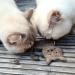 Catlabs Sustainable Cat Toys | Cuddly Cat with Catnip | 100% Natural Sheep Wool | Refillable & Eco-Friendly | Fair Manual Work for Your Cat - Buy Online on GoSupps.com