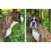 HAPPY HACHI Half Check Dog Collar | Martingale Collar for Medium to Large Dogs | Training and Walking Collar | Silver, Size S 30-43cm - Buy Online on GoSupps.com