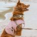 Hurtta Cooling Wrap Vest for Dogs - Summer Cooling Jacket in Carnation Pink (45-55cm) | Perfect for Hot Weather - Buy Online on GoSupps.com
