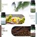 MitFlor Woodland Scented Oil Set - Aromatherapy Essential Oils for Soap, Candles & Car Diffuser - Pine, Cedarwood, Frosted Fir & More - Buy Online on GoSupps.com