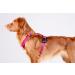 CHABA Medium Dog Harness - Anti-Pull Adjustable & Comfortable Step-In Design for Running - Classic Control Harness in Fuchsia & Pink - Buy Online on GoSupps.com
