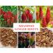 Shampoo Ginger Lily Plant Rhizomes - Red Pinecone Ginger Roots (5 Pack) - Buy Online on GoSupps.com