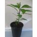 Bitter Leaf Plant - Vernonia amygdalina | Herbal Medicinal Benefits, Nutritional Value, Rich in Vitamins | Fresh Leafy Greens for Soup, Stew, Tea, Salad, Juice - Buy Online on GoSupps.com