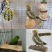 Tfwadmx Parrot Perch 2 Pack - Natural Wood Bird Stand for Cage | Playground Accessories for Parakeet, Cockatiel, Lovebird, Finches, Conure, Budgie - Buy Online on GoSupps.com