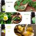 Fresh Essential Oils Set - 6x10ml Aromatherapy Gift Kit for Diffusers & Humidifiers - Tea Tree Lavender Peppermint & More - Buy Online on GoSupps.com