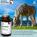 PURICA - Equine Renewal 300g Powder - Beyond Glucosamine - Ideal for Maintaining The Joint Health and Mobility of Horses - Supports Fluid Movement - Buy Online on GoSupps.com