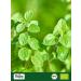 Biojoy Organic Oregano - Dried & Rubbed (250g) | Oregano Tea (Origanum vulgare) | International Shipping - Buy Online on GoSupps.com