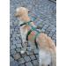 Kerbl 80043 Panic Harness Miami - Escape-Proof Petrol Adjustable 48-70cm | International Shipping Available - Buy Online on GoSupps.com