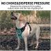 Dociote Anti-Zug Dog Harness - No Pull with Handle & Reflector Strip | Safety Harness for Medium & Large Dogs | L Turquoise (1 Pack) - Buy Online on GoSupps.com