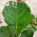 Jungle Rain Clean Leaf – Natural Foliage Cleaner with Citrus Oil 32 oz | Ready to Use | Eco-Friendly Plant Care - Buy Online on GoSupps.com