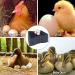 Hamiledyi Chicken Nesting Pads  Hen Nest Mats Washable  Chicken Nesting Box Plastic Liners  Reusable Egg Laying Mats for Chicken Coop Poultry Nest Boxes Ducks Nesting Pads 6PCS - Buy Online on GoSupps.com