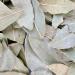 500g Whole Dried Bay Leaves - Laurus Nobilis - Intense Aroma & Taste - 100% Natural Pure and No Additives | Qual - Buy Online on GoSupps.com