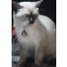 Abdul of Sialkot Extra Loud Brass Silver Bells Collar Charm Pet Tracker (Small) - Buy Online on GoSupps.com