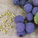 Ayursana Natural OPC Grape Seed Extract from France | 120 Capsules | 520 mg Pure OPC | Pharmacy Quality Supplements - Buy Online on GoSupps.com