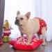Cutebone Christmas Washable Dog Diapers - Premium Reusable 3-Pack for Bitches (XS: Newborn-22.5cm) - High Absorbency - Buy Online on GoSupps.com