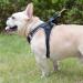 Doramio Dog Harness for Small Dogs Reflective Breathable Step-In Harness with Leash | Anti-Training Safety Dishes for Dogs & Cats (Black Yellow XS) - Buy Online on GoSupps.com