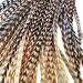Feather Hair Extensions, 100% Real Rooster Feathers and bead loop kit, 20 Long Thin Tie Dye Ginger Brown and Black and White grizzly striped Ombre Bayalage natural look