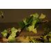 AQUA KT Reptile Corner Branch Terrarium Plant Decoration - Ideal for Amphibians, Lizards, Snakes - Suction Cup for Climbing - Buy Online on GoSupps.com
