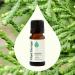 Plant Therapy Cypress Essential Oil 10 mL (1/3 oz) 100% Pure Undiluted Natural Aromatherapy for Congestion Relief and Clear Skin 0.33 Fl Oz (Pack of 1) - Buy Online on GoSupps.com