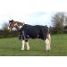 JUMP EQUESTRIAN 50G FILL HORSE TURNOUT RUG LIGHTWEIGHT STANDARD NECK HORSE RUG WATERPROOF (5'9'' BLACK) 5'9'' BLACK