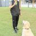 Buy Lear-au Waterproof Training Dog Vest - Perfect for Trainers Men & Women | Multi-Pocket Pet Coaching Jacket - Buy Online on GoSupps.com