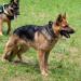 Tactical Dog Collar | Adjustable Soft Padded Nylon with Control Handle for Medium & Large Dogs | Robust Metal Buckle - Black - Buy Online on GoSupps.com