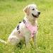 Adjustable No-Pull Heele Dog Harness for Large Dogs - Reflective & Breathable Light Pink - XL (53-97cm) - Buy Online on GoSupps.com
