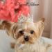 Royal Bengal Tiger Crown Hair Accessory for Dogs & Cats - Medium Size | Lovelyshop Diamond Beads - Buy Online on GoSupps.com