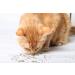 Cat Crack Organic Catnip Premium Blend for Maximum Potency - 1 Cup - Buy Online on GoSupps.com