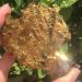 Crystals and Stones Natural Gold Yellow Quartz Crystal Cluster with Aura Coating Raw Specimens Rough Minerals Home Decor Gift 1PC 70-80g Yellow - Buy Online on GoSupps.com