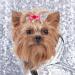 30PCS Pink Dog Hair Bows with Rubber Bands - Cute Hair Bowknots for Female Dogs - Grooming Accessories - Buy Online on GoSupps.com