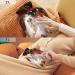 Cute Persian Kitten Hot Water Bottle | 2L Fleece Cover for Hot & Cold Compresses | International Shipping Available - Buy Online on GoSupps.com