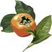 Family Persimmon Soap 2 Kopakku - Natural Cleansing Bar for Gentle Skin Care - Buy Online on GoSupps.com