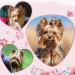 Qearl 48 Pcs Colored Ball Dog Ties Small Dog Bows - Pet Grooming Hair Accessories for Puppy & Cat - Buy Online on GoSupps.com