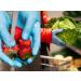 Nitrile Disposable Latex Free Powder Free Food Grade Gloves 100 pcs blue (Large) - Buy Online on GoSupps.com
