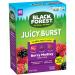 Black Forest Fruit Snacks Juicy Burst, Berry Medley, 0.8 Ounce (40 Count) Berry Medley 40 Count (Pack of 1)